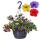 Calibrachoa "Karneval" - Mini Petunia - 3 colors in one pot - 19cm hanging pot - blue yellow red