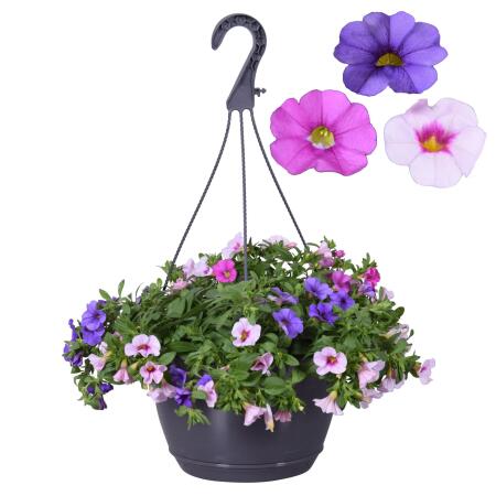 Calibrachoa "Karneval" - Pétunia suspendue miniature - 3 couleurs dans un pot - 19cm pot suspendu - rose blanc bleu