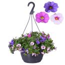 Calibrachoa "Karneval" - Zauberglöckchen...