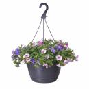 Calibrachoa "Karneval" - Zauberglöckchen...