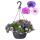 Calibrachoa "Karneval" - Pétunia suspendue miniature - 3 couleurs dans un pot - 19cm pot suspendu - rose blanc bleu