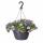 Calibrachoa "Karneval" - Pétunia suspendue miniature - 3 couleurs dans un pot - 19cm pot suspendu - rose blanc bleu