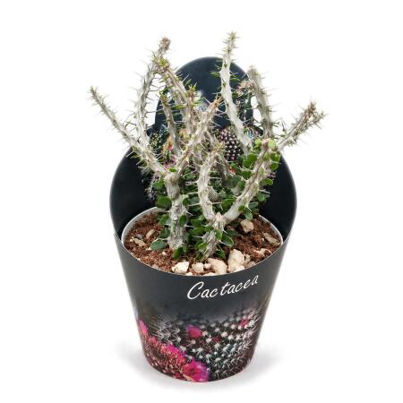Alluaudia procera - Octopus Tree - Rarity - 14cm Pot - 35cm tall