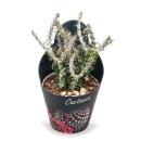Alluaudia procera - Octopus Tree - Rarity - 14cm Pot -...