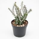 Alluaudia procera - Octopus Tree - Rarity - 14cm Pot -...