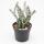 Alluaudia procera - Octopus Tree - Rarity - 14cm Pot - 35cm tall