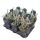 Alluaudia procera - Octopus Tree - Rarity - 14cm Pot - 35cm tall