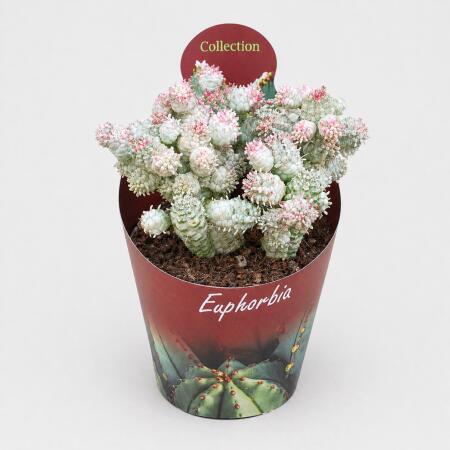 Euphorbia mammilaris variegata - panaschierte Wolfsmilch - Rarität - 14cm Topf - 30cm hoch
