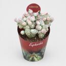 Euphorbia mammilaris variegata - panaschierte Wolfsmilch...
