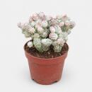Euphorbia mammilaris variegata - panaschierte Wolfsmilch...