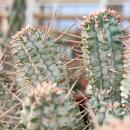 Euphorbia mammilaris variegata - panaschierte Wolfsmilch - Rarität - 14cm Topf - 30cm hoch
