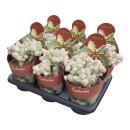 Euphorbia mammilaris variegata - panaschierte Wolfsmilch - Rarität - 14cm Topf - 30cm hoch