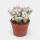 Euphorbia mammilaris variegata - panaschierte Wolfsmilch - Rarität - 14cm Topf - 30cm hoch