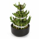 Lucky Bamboo - modernes Arrangement in runder Schale - 3...