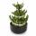 Lucky Bamboo - modernes Arrangement in runder Schale - 3 Ebenen - schwarz - 10cm Durchmesser - 15cm hoch