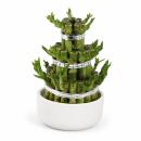 Lucky Bamboo - modernes Arrangement in runder Schale - 3...