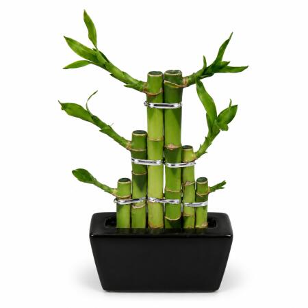 Lucky Bamboo - modernes Arrangement in eckiger Schale - 3 Ebenen - schwarz - 10cm Durchmesser - 15cm hoch