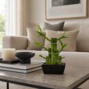 Lucky Bamboo - modernes Arrangement in eckiger Schale - 3...