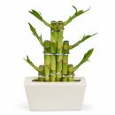 Lucky Bamboo - modernes Arrangement in eckiger Schale - 3...