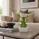 Bambou porte-bonheur - arrangement moderne dans un pot...