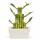 Lucky Bamboo - modernes Arrangement in eckiger Schale - 3 Ebenen - weiss - 10cm Durchmesser - 15cm hoch