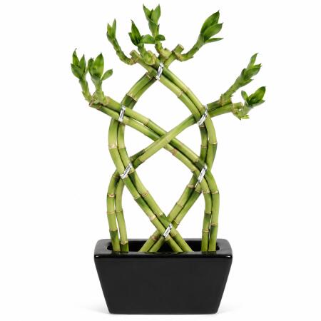 Lucky Bamboo - modernes Arrangement in eckiger Schale - 3 Ebenen geflochten - schwarz - 14cm - 20cm hoch