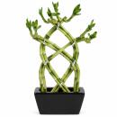 Lucky Bamboo - modernes Arrangement in eckiger Schale - 3...