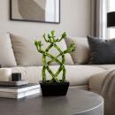 Lucky Bamboo - modernes Arrangement in eckiger Schale - 3 Ebenen geflochten - schwarz - 14cm - 20cm hoch