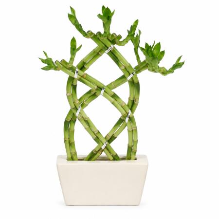 Lucky Bamboo - modernes Arrangement in eckiger Schale - 3 Ebenen geflochten - weiss - 14cm - 20cm hoch