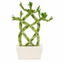 Lucky Bamboo - modernes Arrangement in eckiger Schale - 3...