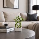 Lucky Bamboo - modernes Arrangement in eckiger Schale - 3 Ebenen geflochten - weiss - 14cm - 20cm hoch