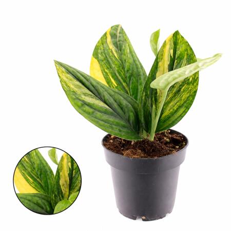 Epipremnum pinnatum variegata "Marble Planet" - Efeutute bicolore - pot de 12cm - 25cm de haut