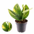 Epipremnum pinnatum variegata "Marble Planet" -...