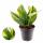 Epipremnum pinnatum variegata "Marble Planet" - Efeutute bicolore - pot de 12cm - 25cm de haut