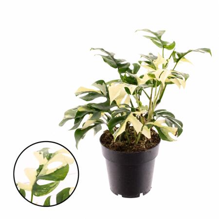 Rhaphidophora tetrasperma variegata - weiss-bunter Baumfreund - 14cm Topf - 30cm hoch