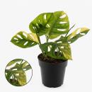 Monstera aurea variegata - weiss-buntes Fensterblatt -...