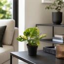 Monstera aurea variegata - weiss-buntes Fensterblatt -...