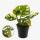Monstera aurea variegata - weiss-buntes Fensterblatt - 14cm Topf - 30cm hoch