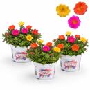 Portulaca oleracea - Portulak, Portulakröschen -...