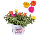 Portulaca oleracea - Portulak, Portulakröschen -...