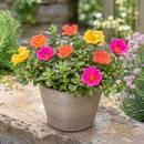 Portulaca oleracea - Portulakröschen, Portulak - 3er Set Konfetti - 13cm Topf - 20cm hoch-