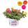 Portulaca oleracea - Portulakröschen, Portulak - 3er Set Konfetti - 13cm Topf - 20cm hoch-