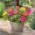 Portulaca oleracea - Portulakröschen, Portulak - 3er Set Konfetti - 13cm Topf - 20cm hoch-