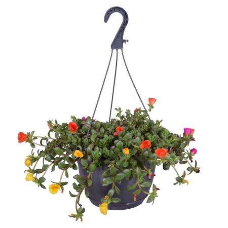 Portulaca oleracea - Purslane, Portulak - Confetti 3 colors in one pot - 14 hanging pot - 30cm high