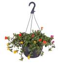 Portulaca oleracea - Portulakröschen, Portulak -...