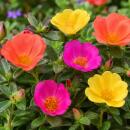 Portulaca oleracea - Portulakröschen, Portulak -...