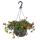 Portulaca oleracea - Purslane, Portulak - Confetti 3 colors in one pot - 14 hanging pot - 30cm high