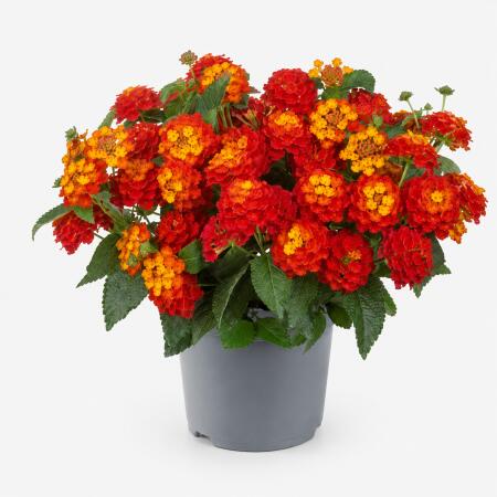 Lantana camara - Lantana - red - 12cm pot - 25cm high
