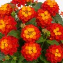 Lantana camara - Fleurs de changement - rouge - 12cm pot...