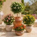 Lantana camara - Lantana - red - 12cm pot - 25cm high